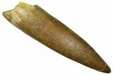Fossil Plesiosaur (Zarafasaura) Tooth - Morocco #369981-1